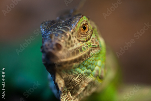 Closeup of green Iguana