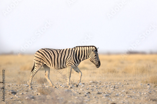 Zebra walking in morning light.