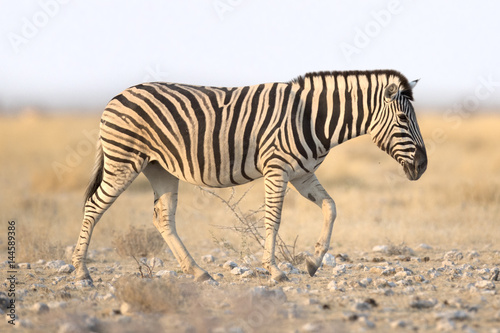 Zebra walking in morning light.