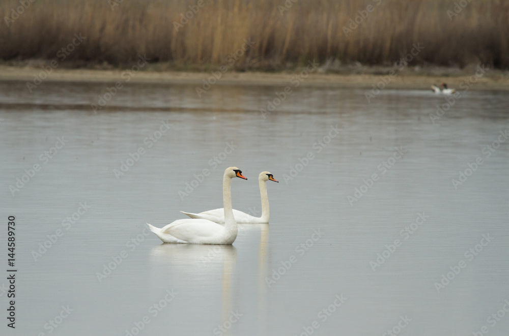 Mute swans (Cygnus olor) on the lake, Kalmykia, Russia Mute swans (Cygnus olor) on the lake, Kalmykia, Russia