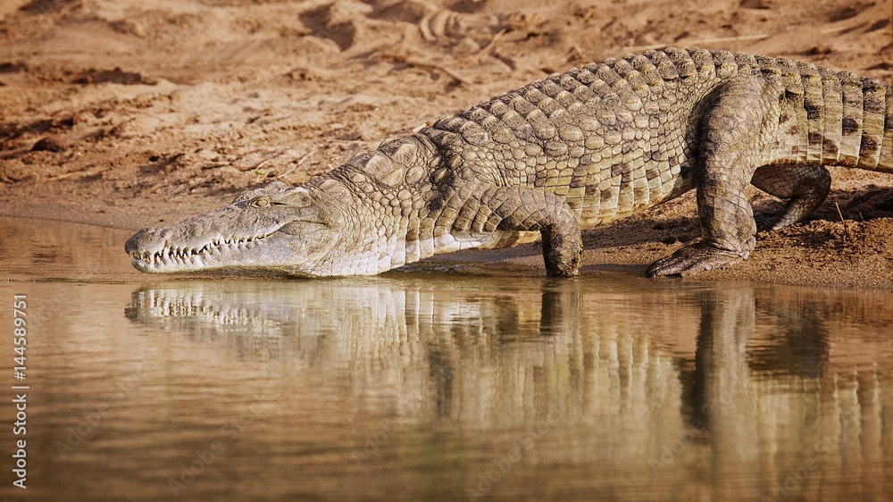 Nile crocodile walking Nile crocodile walking