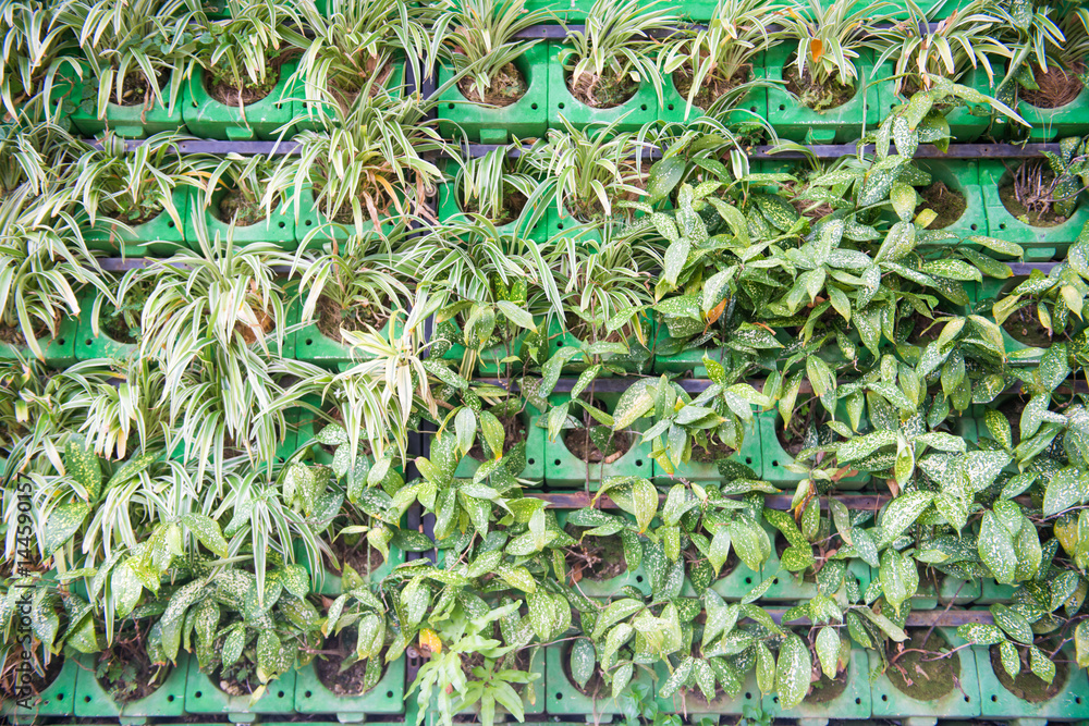 Planted little trees in a green plastic pot Planted little trees in a green plastic pot