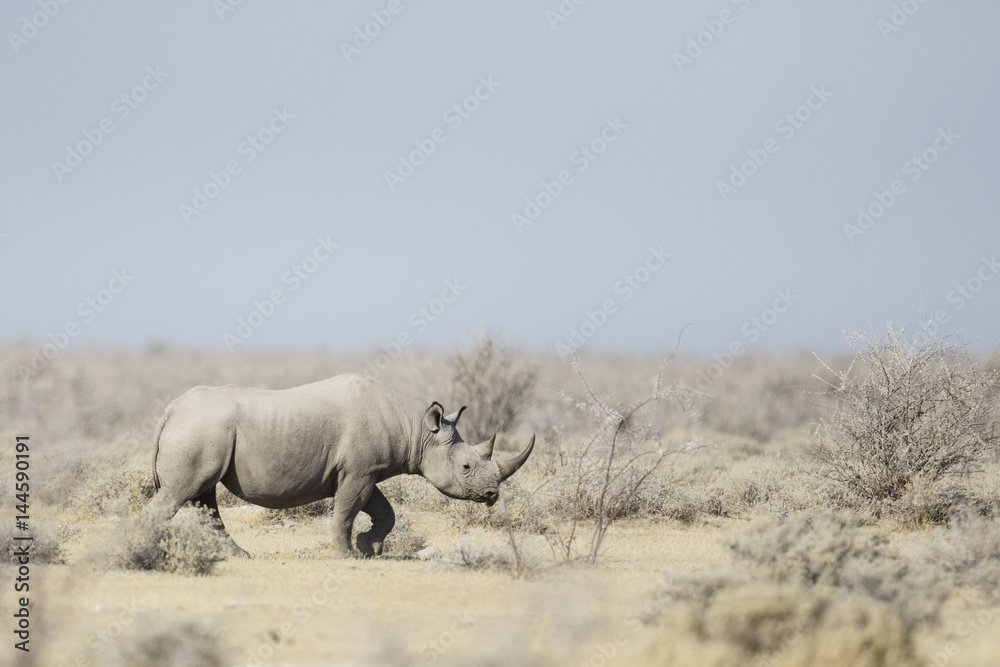 Naklejka premium Black Rhino walking through the veldt