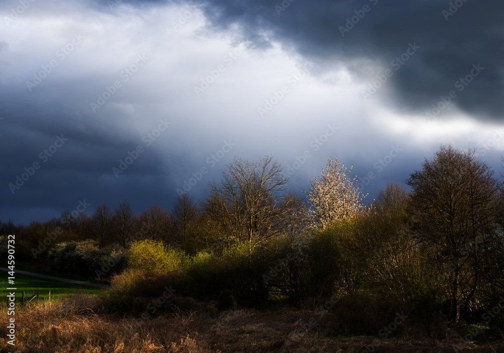 Fototapeta premium tree row and clouds illuminated by side light are forming two diagonals, rural landscape with atmosphere, copy space