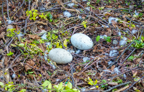 Closeup of a swan nest with two swan eggs, feathers and down. 