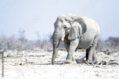 Large Elephant bulli in Etosha National Park.