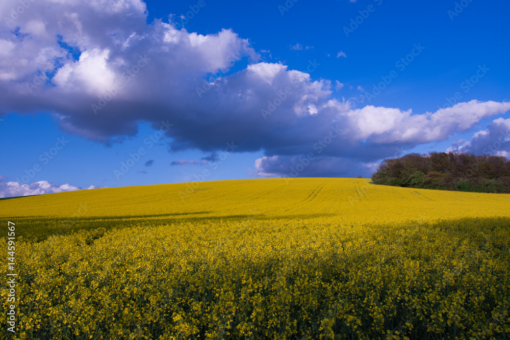 Obraz premium Landscape Rapeseed Fields Spring Rapsfelder im Frühling