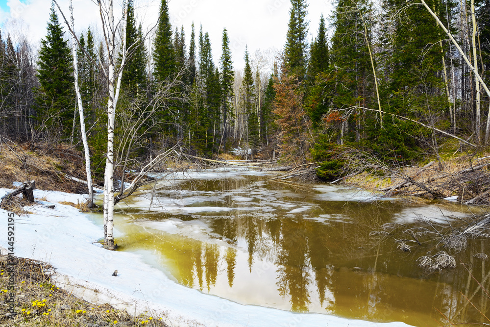 Spring stream in the Siberian taiga Spring stream in the Siberian taiga