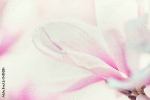 Close up of  magnolia flower  floral background  soft focus