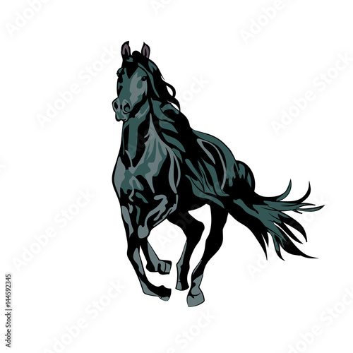 wild black horse running