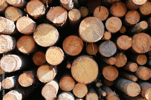 Long sawn logs lie on the pile