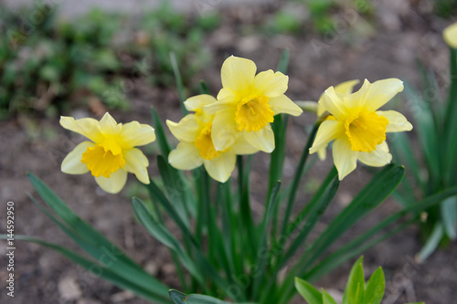 Beautiful yellow narcissus, in a home garden © pridannikov
