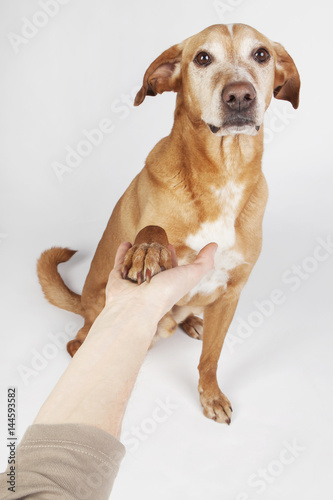 Friendly hand and paw shake  a brown dog on the bright background.