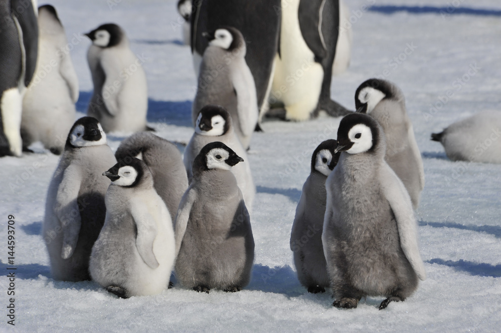 Obraz premium Emperor Penguin chicks in Antarctica