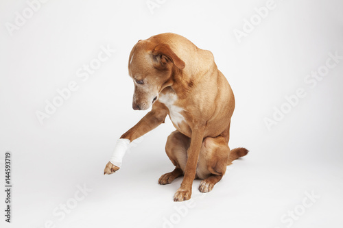 Brown dog’s leg is wrapped in a bandage. Looking at his broken paw. 