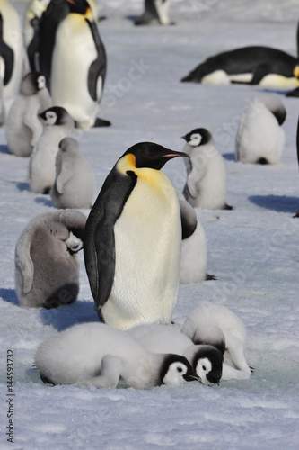 Emperor Penguins with chicks