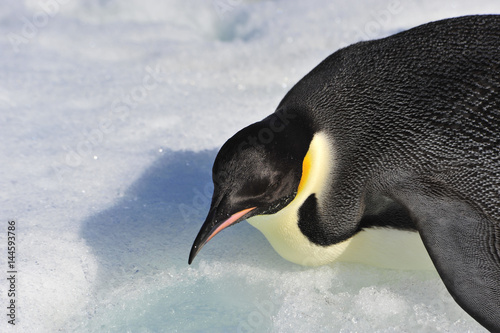 Emperor Penguin on the snow