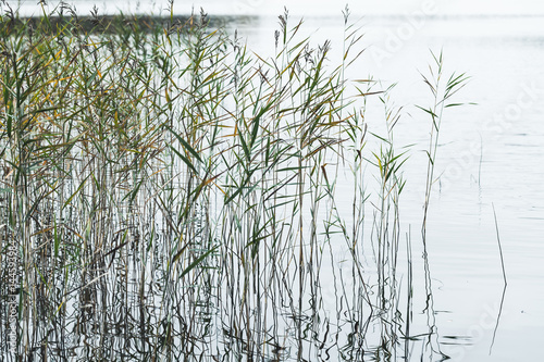 Natural background, photo of coastal reed