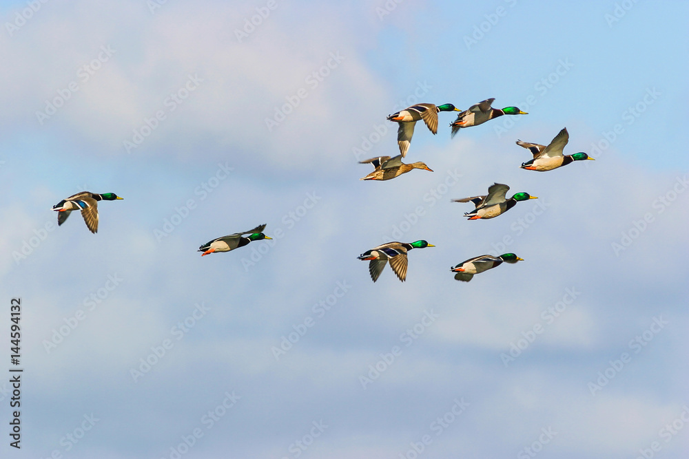 Flock of mallard ducks flying in the sky