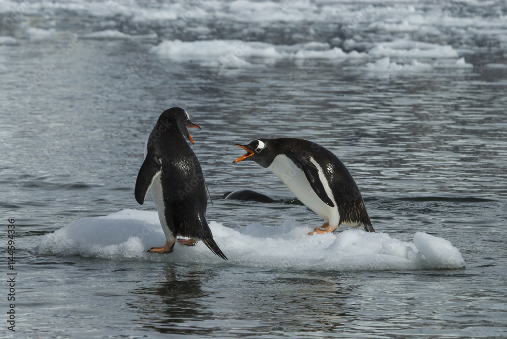Obraz premium Gentoo Penguin on the ice