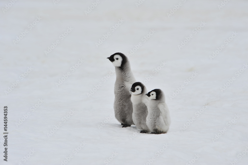 Fototapeta premium Emperor Penguin chicks in Antarctica