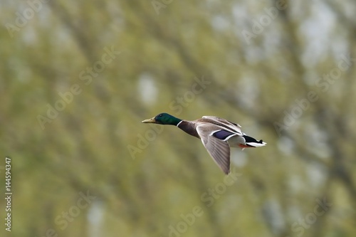 Photos Mallard duck drake in flight