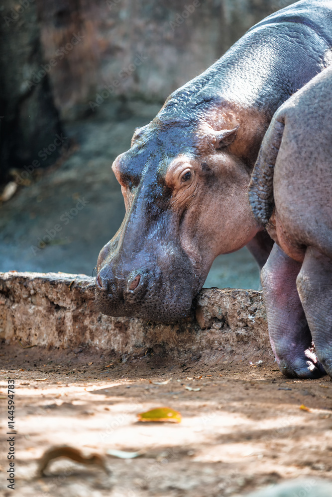 Hippo, hippopotamus in Trivandrum Zoo, Kerala, India Hippo, hippopotamus in Trivandrum Zoo, Kerala, India