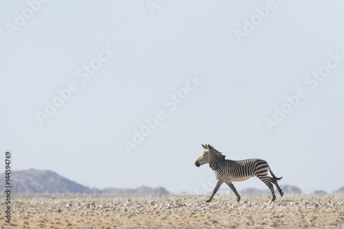 Fototapeta Naklejka Na Ścianę i Meble -  Hartmaans Mountain Zebra in Namib Naukluft National Park.