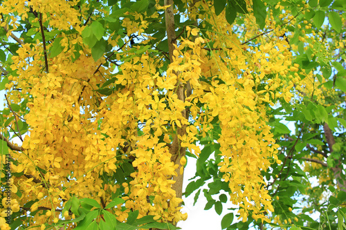 Golden shower flower (cassia fistula) in Thailand