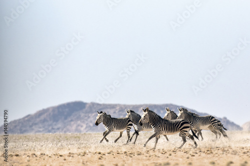 Hartmaans Mountain Zebra in Namib Naukluft National Park.