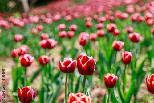 Tulip Garden - Spring