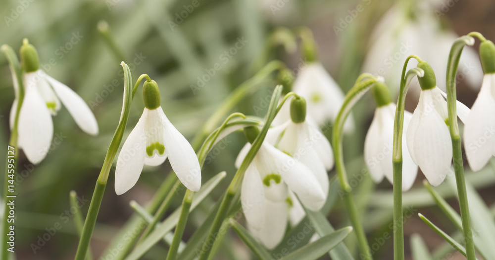 white snowdrops in sunny spring morning closeup, 4k photo