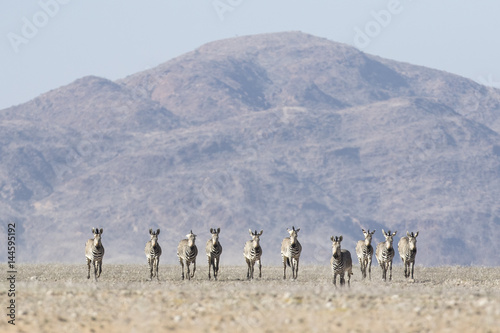 Hartmaans Mountain Zebra in Namib Naukluft National Park.