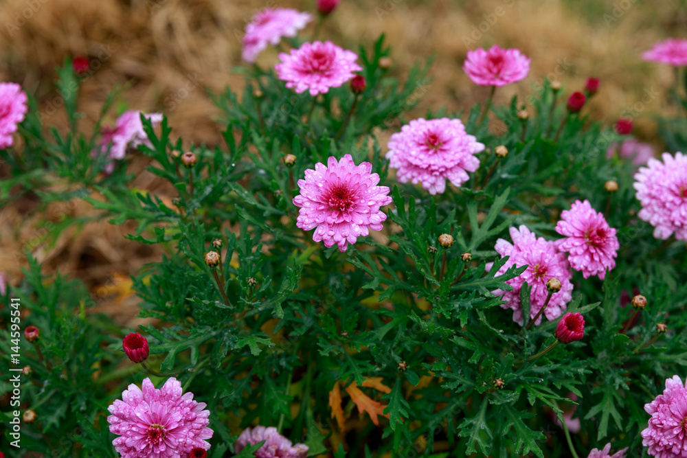 Obraz premium Spring pink dandelion