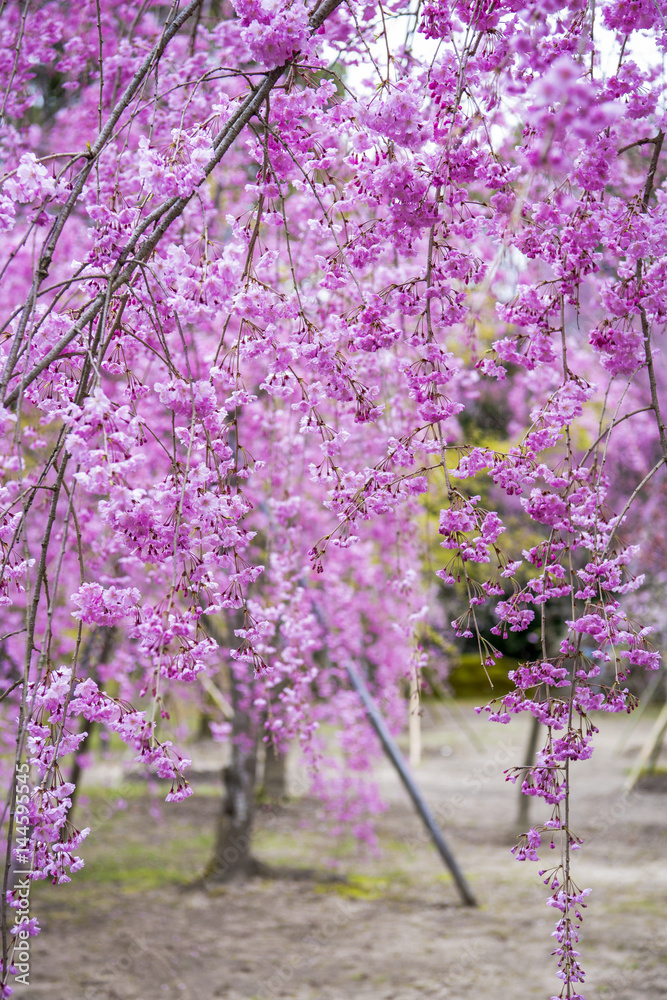 Cherry blossom at Heian Shrine, Kyoto, Japan