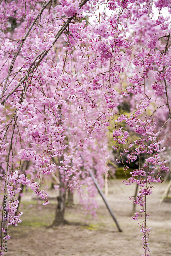 Cherry blossom at Heian Shrine, Kyoto, Japan Cherry blossom at Heian Shrine, Kyoto, Japan