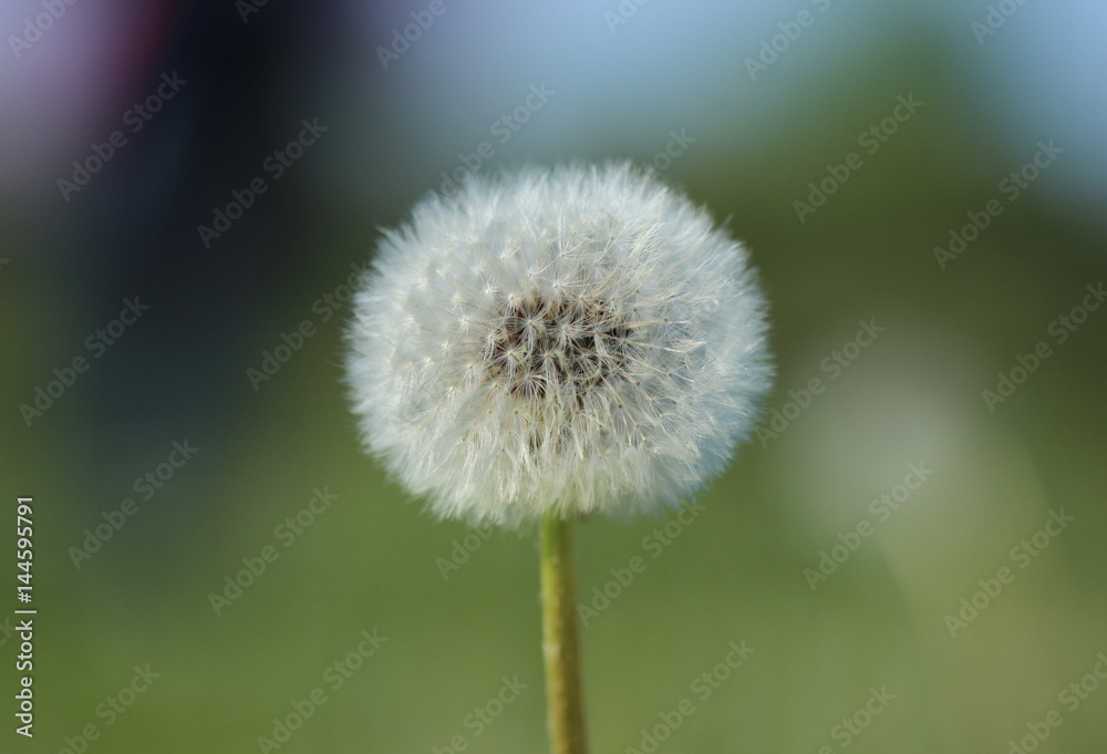 Dandelion