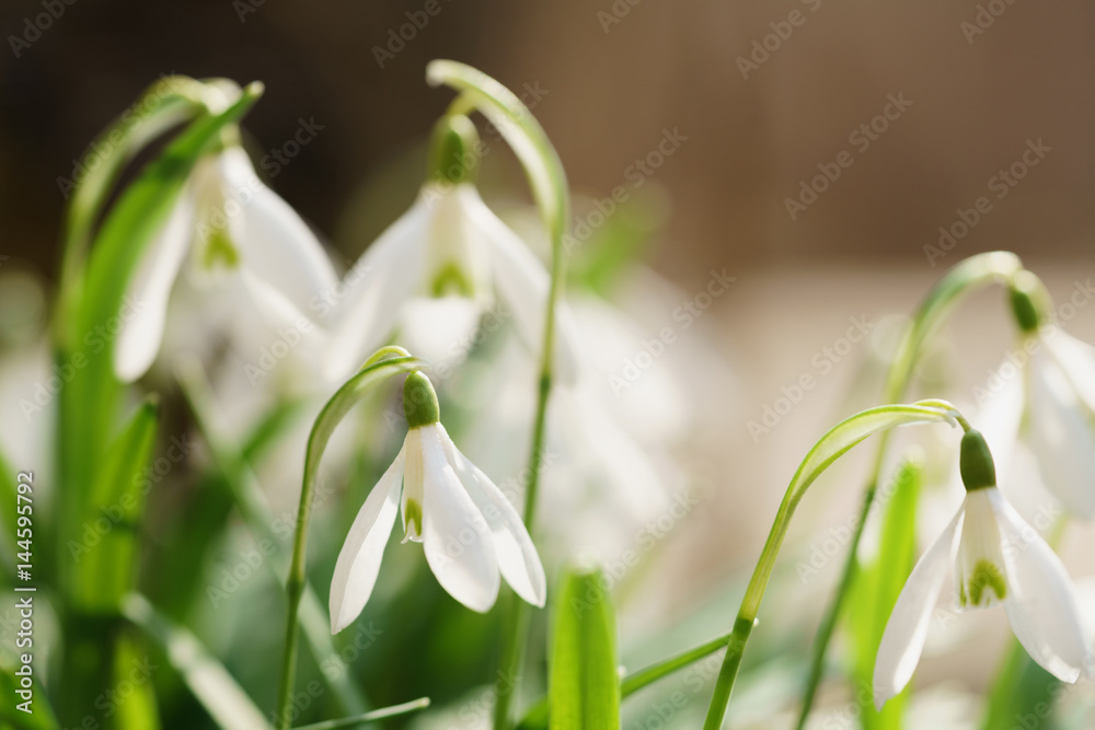 white snowdrops in sunny warm spring days, shallow focus white snowdrops in sunny warm spring days, shallow focus