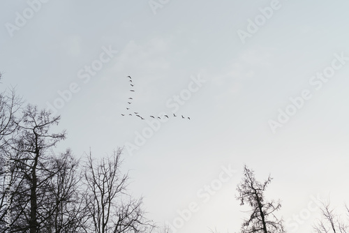 wild geese fly in spring sky  april return of birds