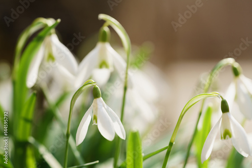 white snowdrops in sunny warm spring days, shallow focus