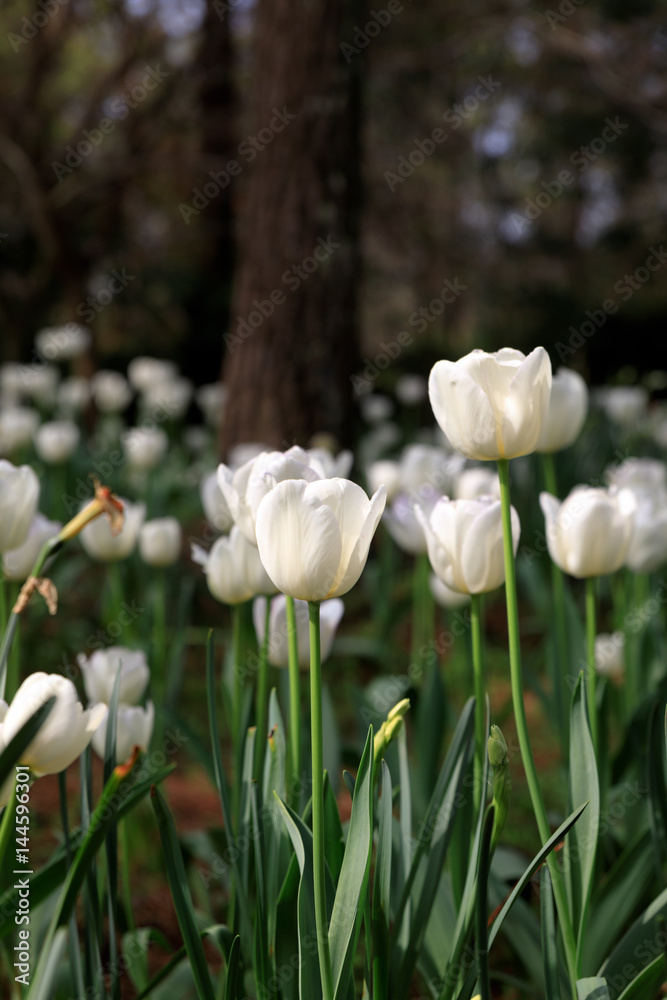 White tulip flowers White tulip flowers