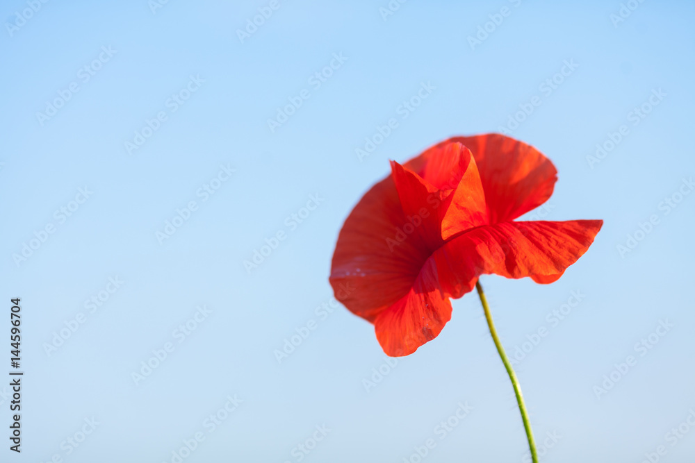 Obraz premium Poppy farming, nature, agriculture concept - close up of red blooming poppy flower over blue sky background - empty space for text