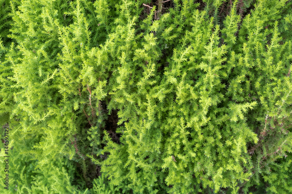leave pine tree background leave pine tree background