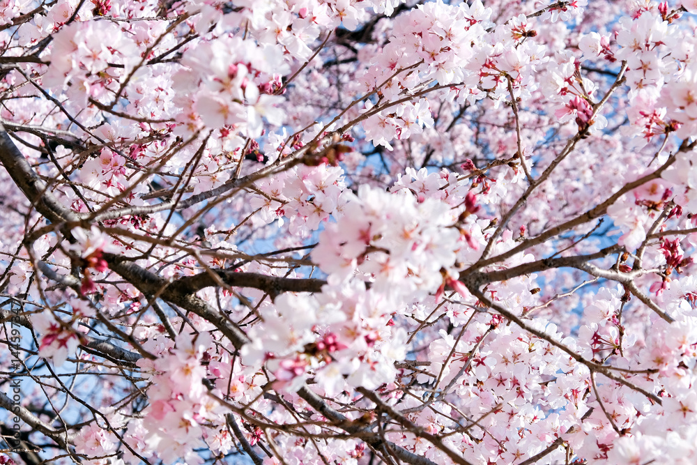 Cherry blossom season, Tokyo Japan