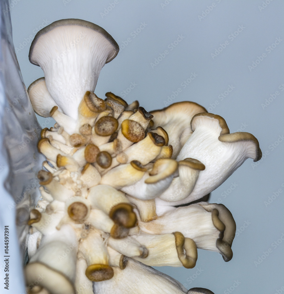 Fototapeta premium Domestic cultivation of oyster mushroom.