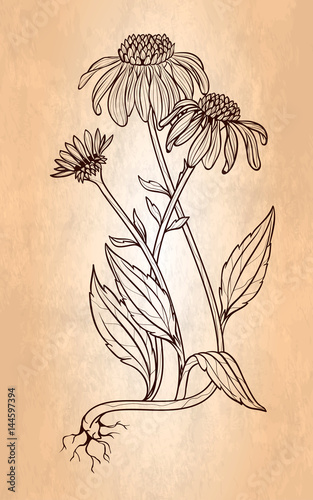 Fototapeta Naklejka Na Ścianę i Meble -  Echinacea flower vintage style illustration