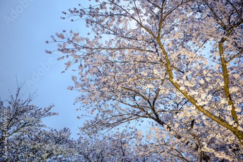 Cherry blossom night view at Kyoto Botanical Gardens