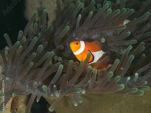 Amphiprion Ocellaris Clownfish In Marine