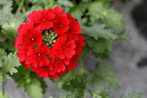 lantana plamt
