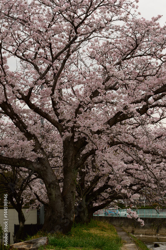崖っぷちの満開の桜